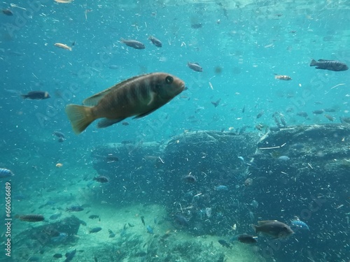 Peces en acuario