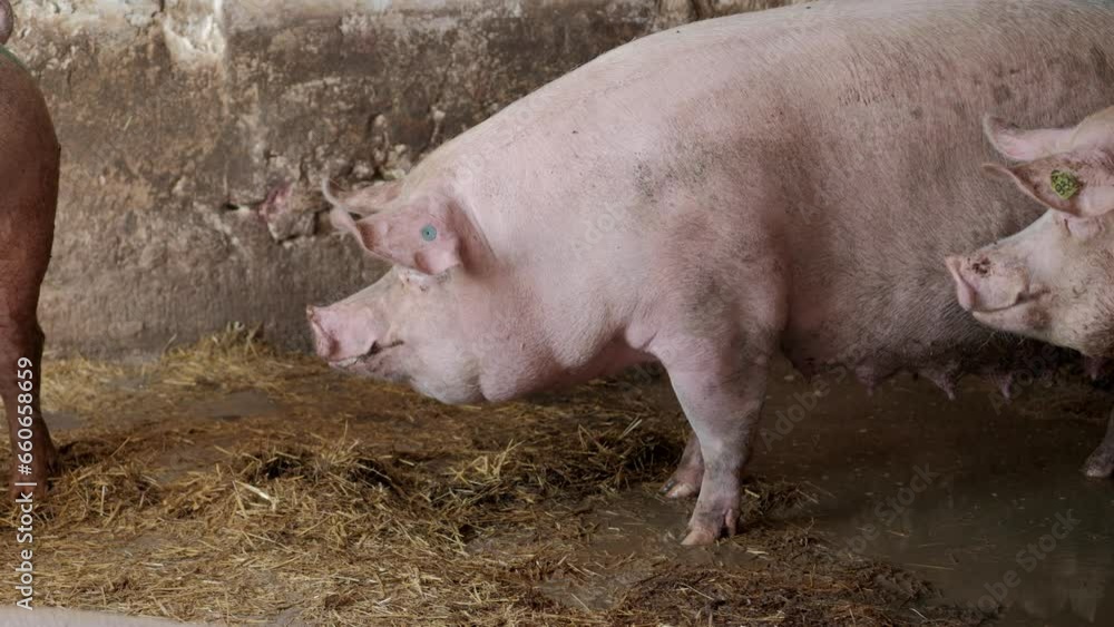 Pig. Pig Farm. Modern agricultural pig farm. Happy animal husbandry. Huge pig on a farm. Pig. Pig Farm. Modern agricultural pig farm. Happy animal husbandry. Huge pig on a farm.