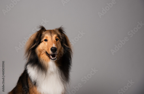 Shetland sheepdog portrait