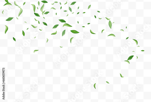 Lime Leaf Wind Vector Transparent Background