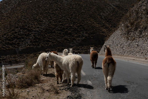 Llamas en la ruta de montaña, Tucumán, Argentina photo