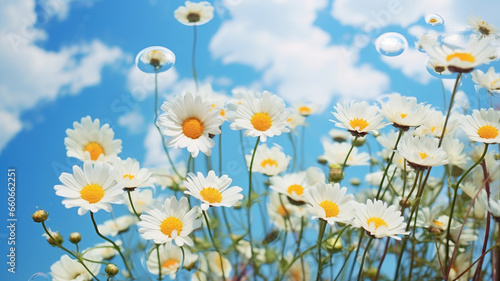 white camomiles and blue sky with reflection