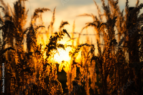 wheat field at sunset