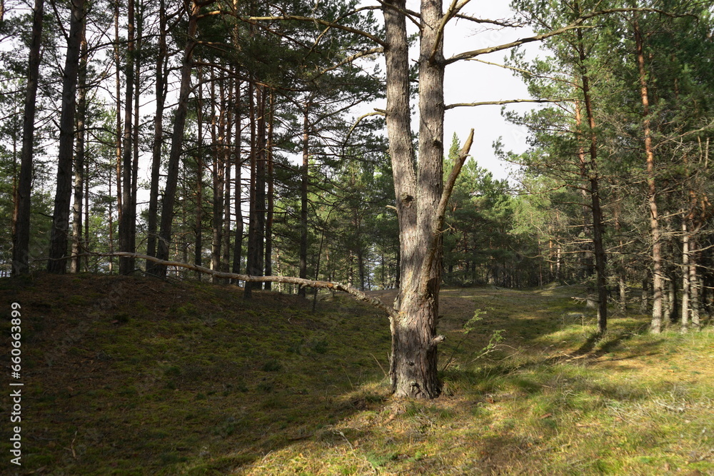 Obraz premium trees in the woods