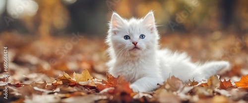 cute fluffy kitten playing with autumn foliage