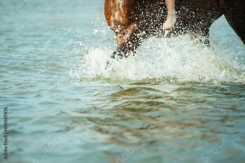 legs of  horse  with water drops running on gulf at evening. close up