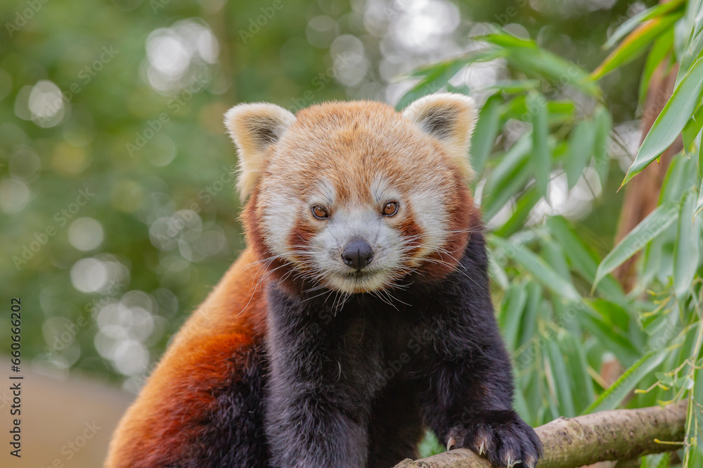 Obraz premium Gros plan sur la tête d'un Panda Roux 