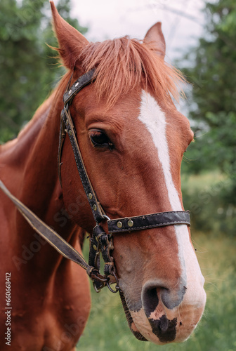 The muzzle of a thoroughbred red horse. Portrait of a beautiful mare. Head shot of one horse. Red horse close-up, portrait on a green background © Madonova