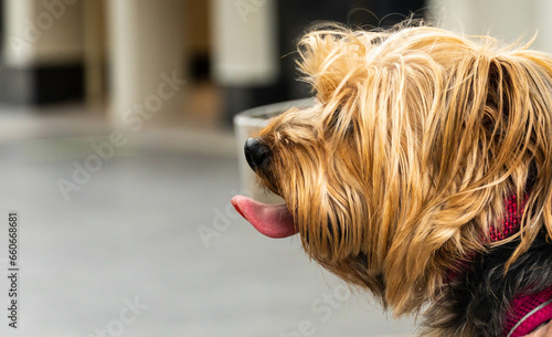 liverpool terrier on the floor