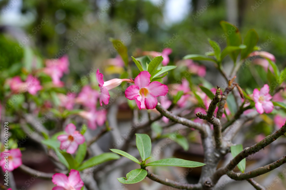 Adenium obesum tree with pink flowers. Green leaves Adenium obesum tree with pink flowers. Green leaves