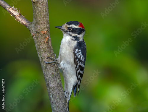closeup on woodpecker perched on a tree branch