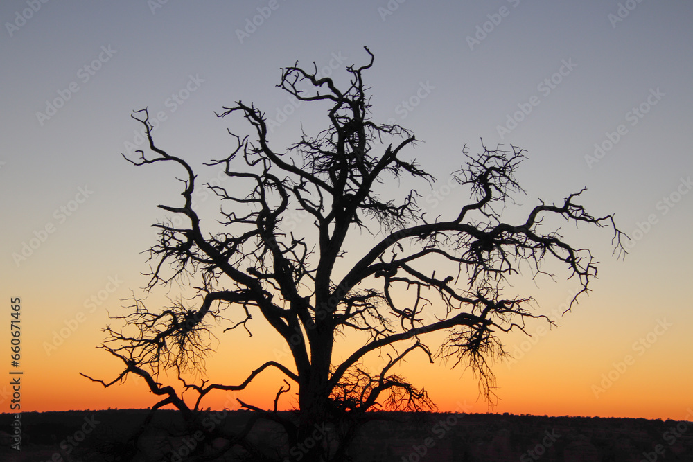 Grand canyon south rim arizona sunset tree silhouette Grand canyon south rim arizona sunset tree silhouette