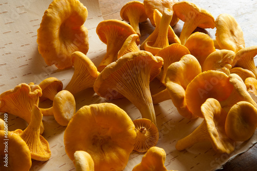 Champignons comestibles, chanterelles