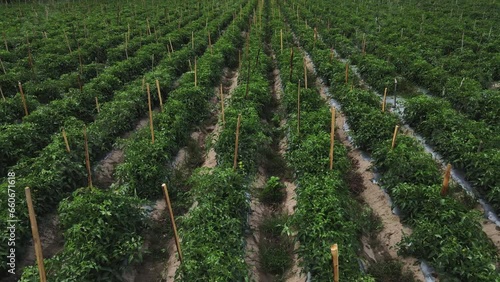 outdoors tomato crop