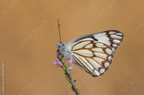 large white migratory butterfly, Brown-veined White, Belenois aurota