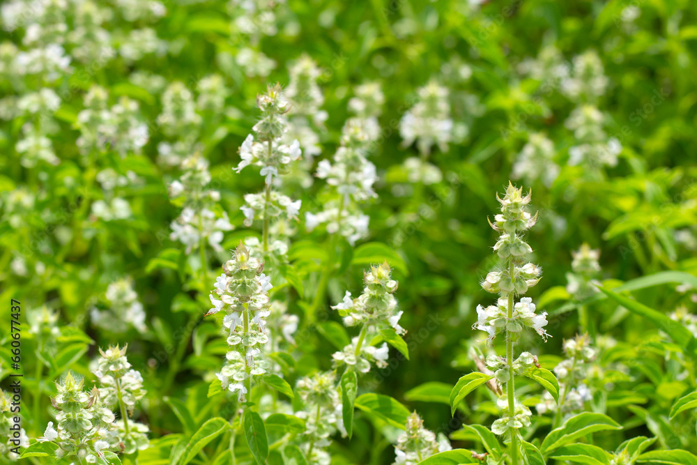 Lemon basil, Hoary basil, Hairy basil Lemon basil, Hoary basil, Hairy basil