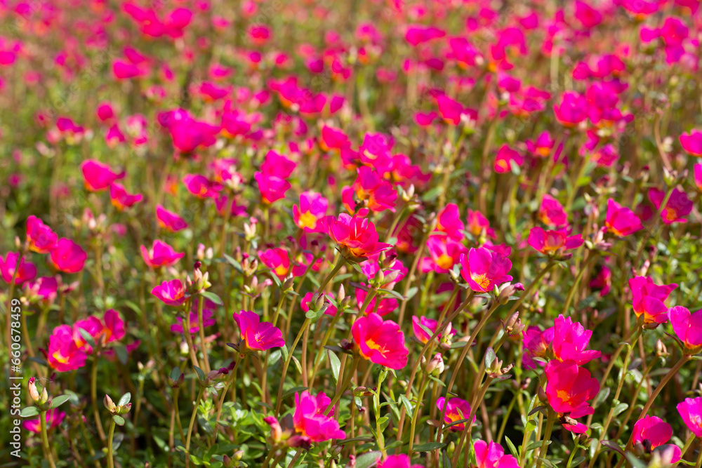 Portulaca pink flower (Moss rose plants)