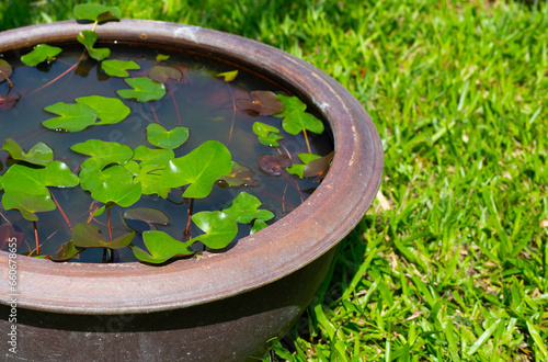 Beautiful water lily. Lotus water plant in a pot