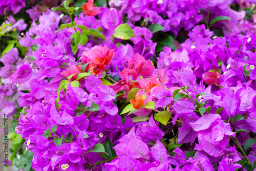 Beautiful bougainvillea flowers with green leaves