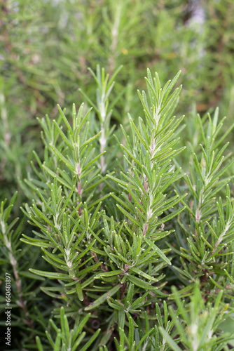 Fresh rosemary herb growing in the garden