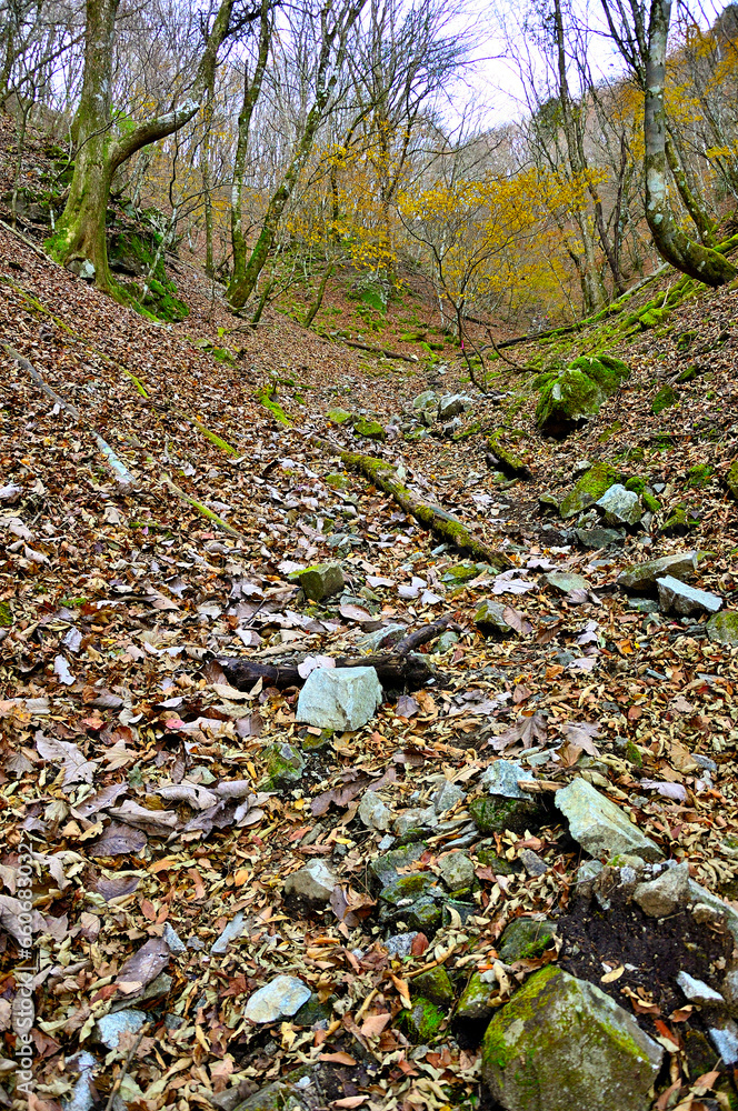 Obraz premium 丹沢山地の菰釣山 晩秋のブナ沢の山道 