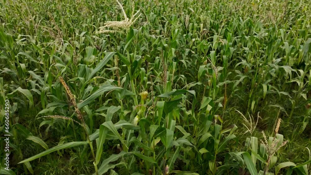 Drone view corn crop Drone view corn crop