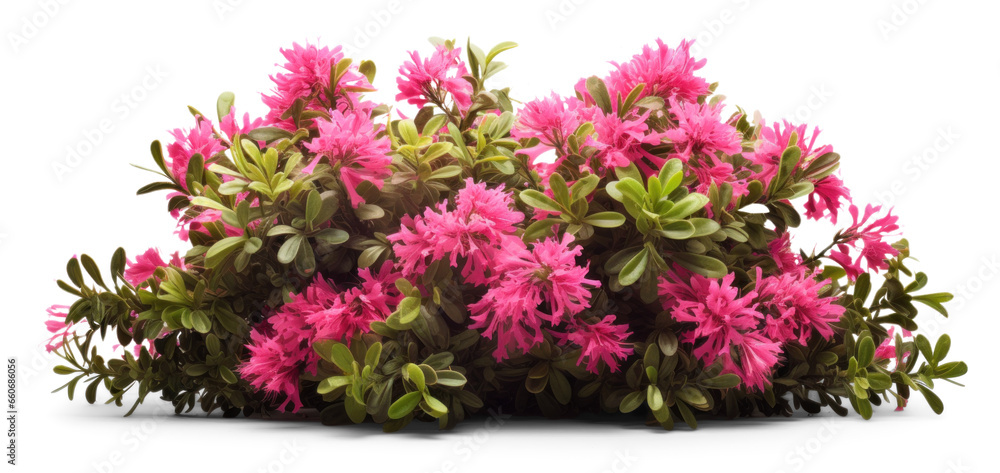 Φωτογραφία bush of delicate turquoise flowers, png file of isolated cutout object with shadow on transparent background