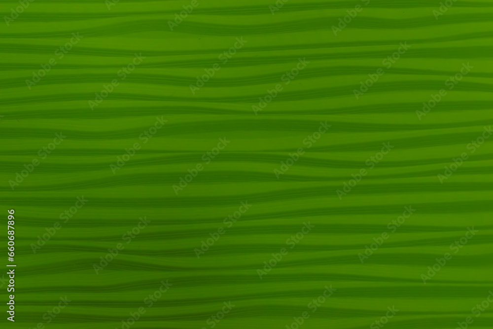 Fototapeta premium green background,green textured