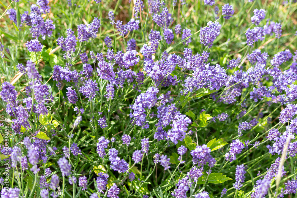 Naklejka premium field of lavender,Lavender flower green meadow summer background