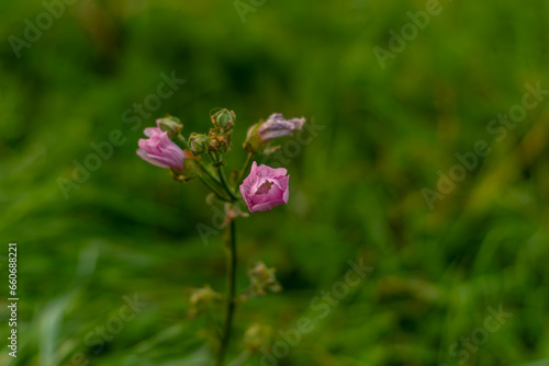 pink cosmos flower in field © Anna Kondratiuk