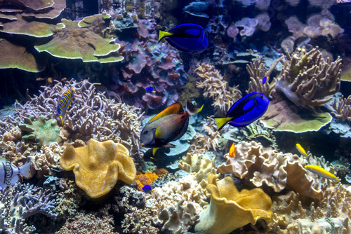 colorful tropical fish in an aquarium