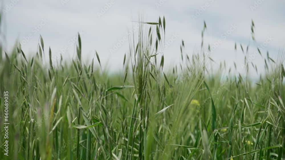 weak barley at weath crop weak barley at weath crop