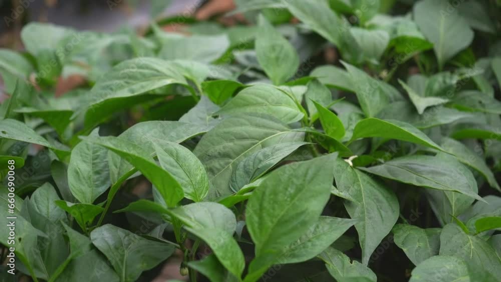 custom made wallpaper toronto digitalchili plant at crop