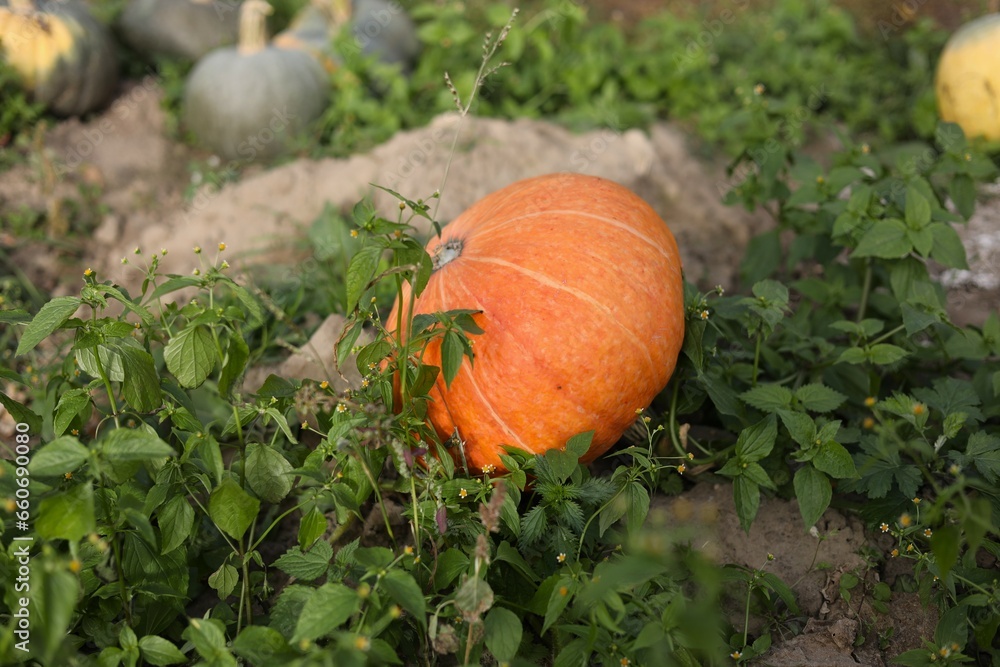 Obraz premium pumpkin on a grass