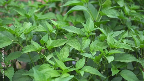 Wallpaper Mural Chili crop  Torontodigital.ca