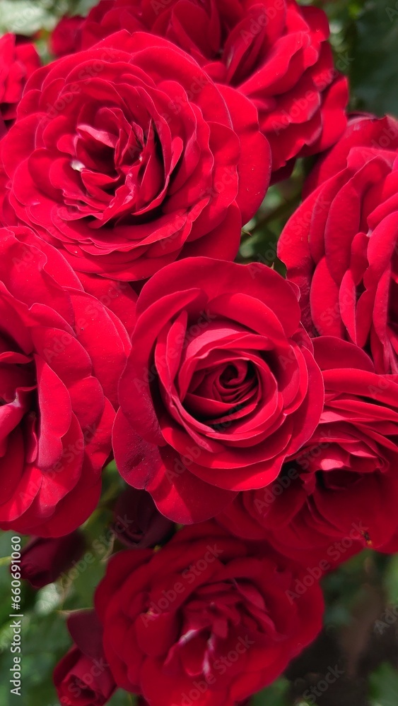 赤い薔薇 赤い薔薇