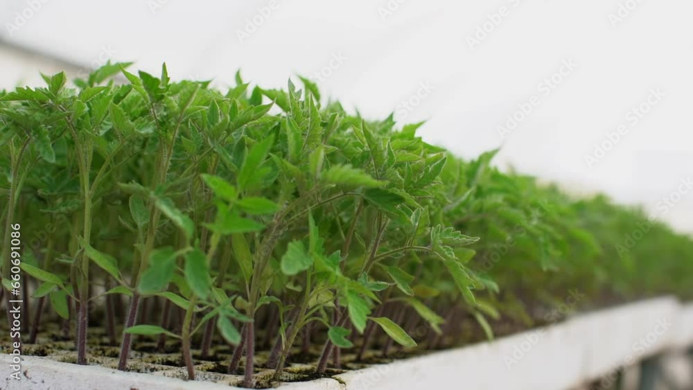 Ripe tomato seedling Ripe tomato seedling