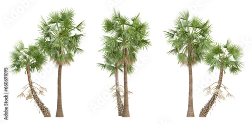 Borassus flabellifer palm tree on transparent background, tropical plant, 3d render illustration.