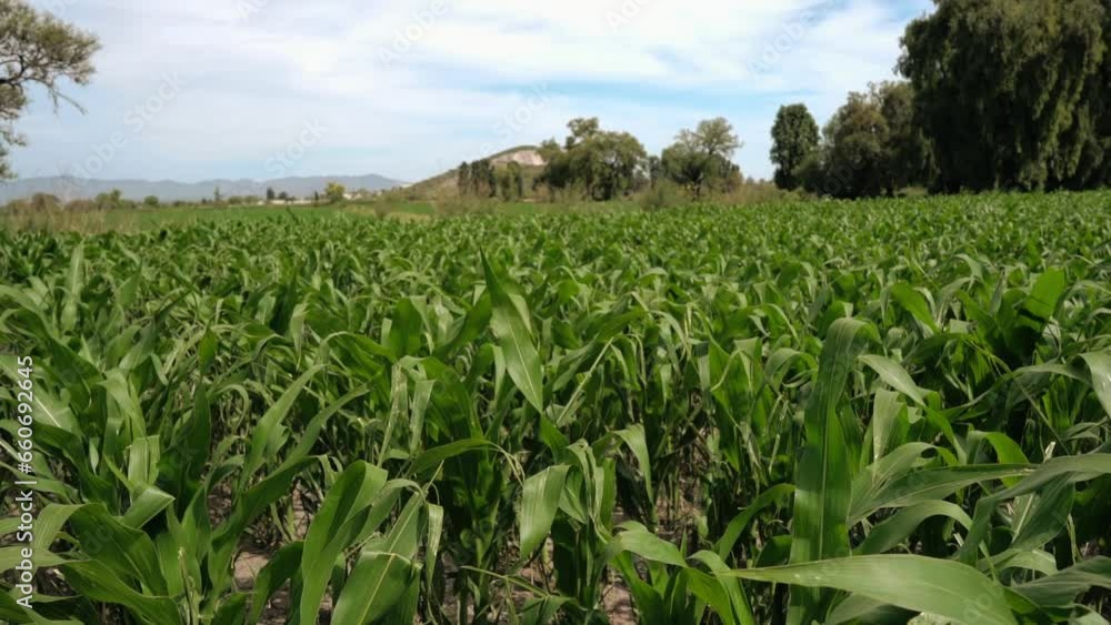corn field and sky corn field and sky