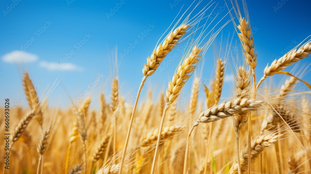 Close-Up of Lush Yellow Agricultural Field with Ripe Wheat under a Clear Blue Sky - Bountiful Harvest and Farming Beauty with Ears of Wheat Close-Up of Lush Yellow Agricultural Field with Ripe Wheat under a Clear Blue Sky - Bountiful Harvest and Farming Beauty with Ears of Wheat