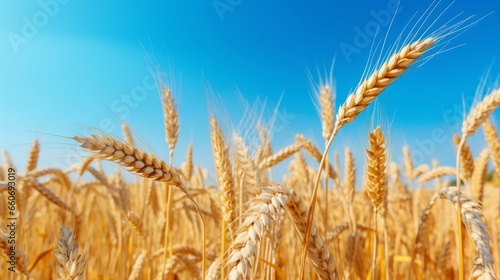 Close-Up of Lush Yellow Agricultural Field with Ripe Wheat under a Clear Blue Sky - Bountiful Harvest and Farming Beauty with Ears of Wheat