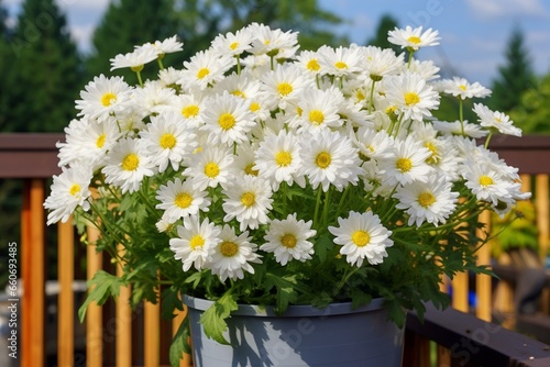 lovely white daisies in the container. Generative AI