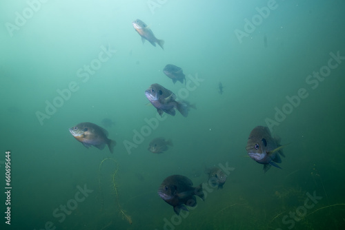School of bluegill in a lake © Griffin