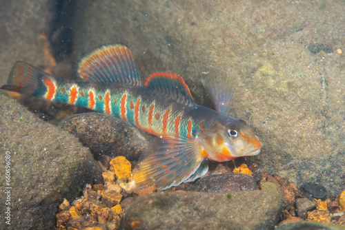 Candy darter displaying in a clear river
