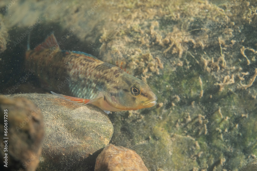 Rainbow darter at bottom of a river