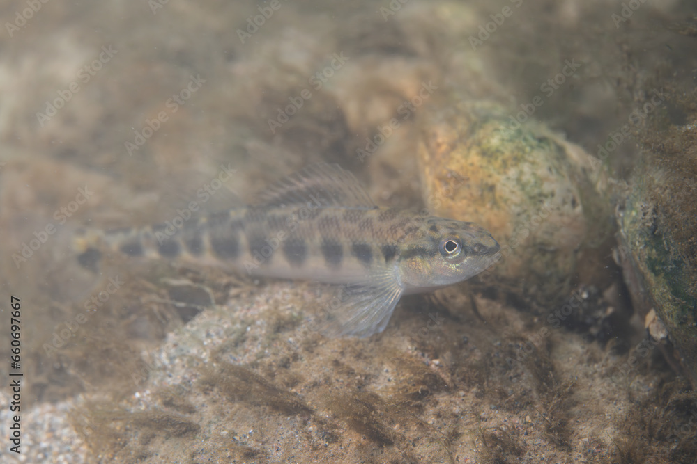 Dusky darter displaying in a river Dusky darter displaying in a river