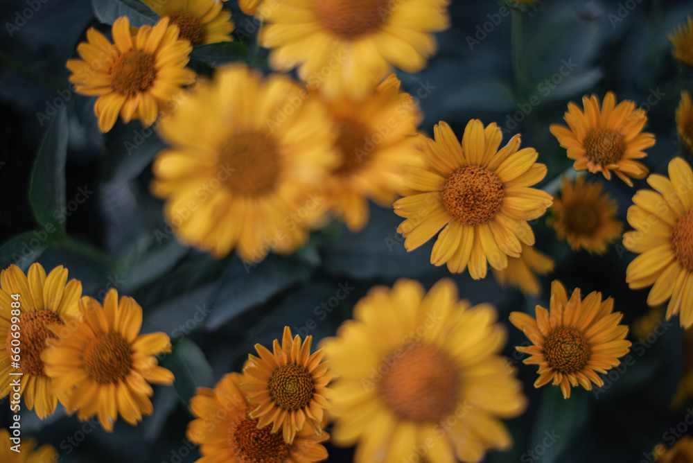 yellow flowers in garden yellow flowers in garden