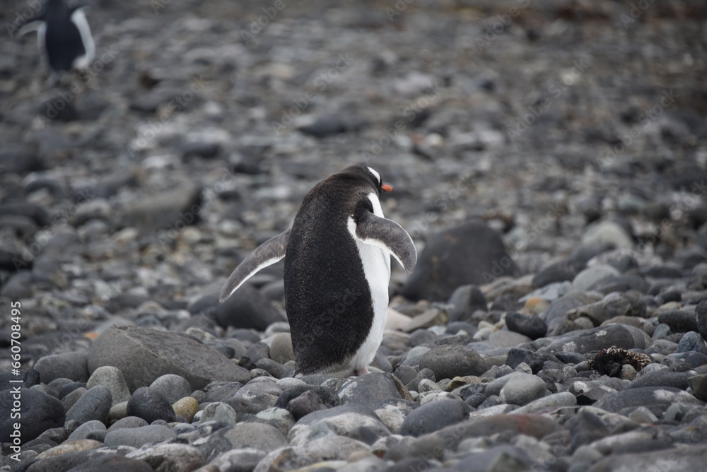 Fototapeta premium penguins in antarctica