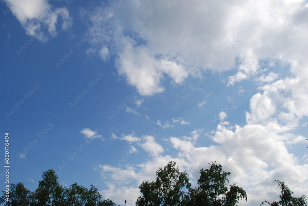 Blue sky above the treetops. Pine forest, long brown trunks of pine trees go high up. At the top there are visible branches with green needles and a blue sky without clouds. Blue sky above the treetops. Pine forest, long brown trunks of pine trees go high up. At the top there are visible branches with green needles and a blue sky without clouds.