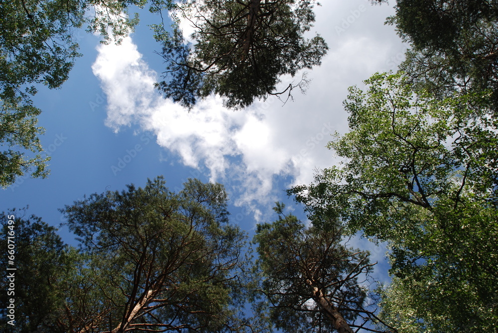 Blue sky above the treetops. Pine forest, long brown trunks of pine trees go high up. At the top there are visible branches with green needles and a blue sky without clouds.